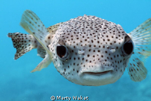 Picture of a Giant Porcupine Pufferfish taken at Kealakek... by Marty Wakat 